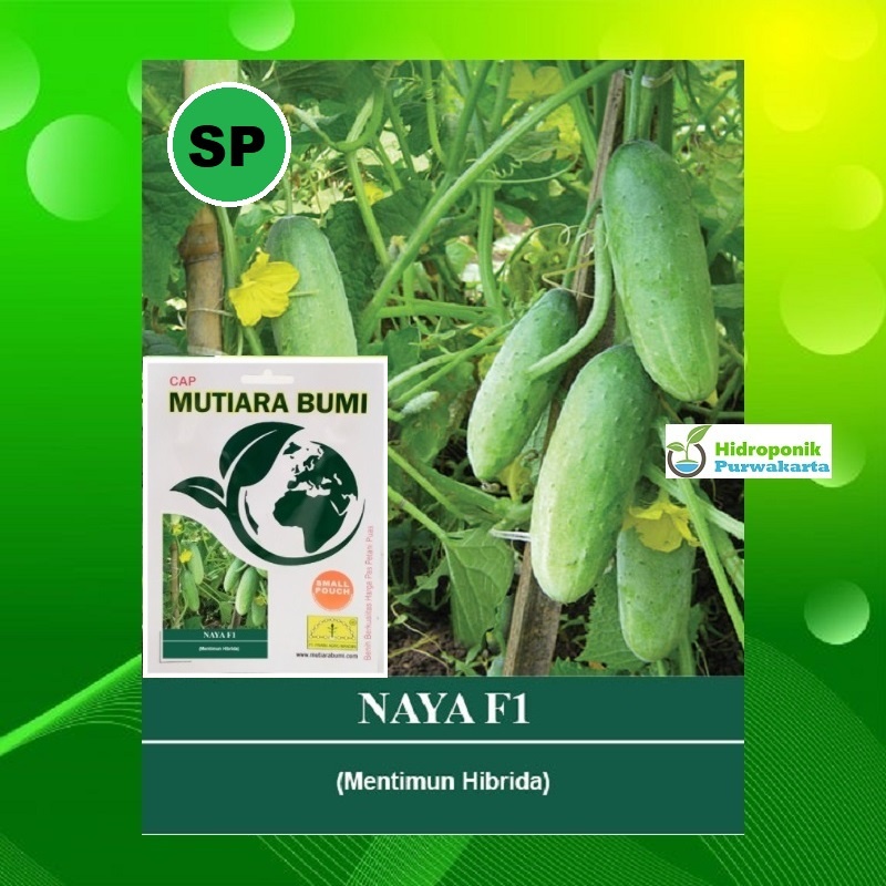 Benih Timun Lalap Mentimun 200 Butir NAYA F1 Cap Mutiara Bumi