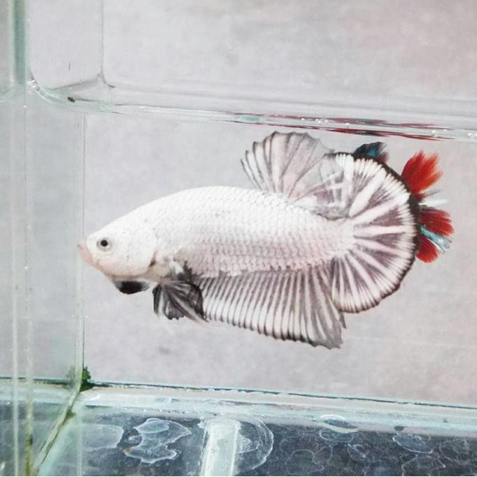 740 Koleksi Gambar Ikan Cupang Black Dragon Gratis Terbaik