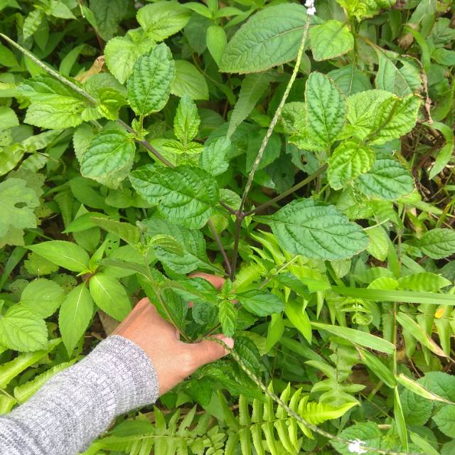 

Daun Jarong Putih Pecut Kuda Putih 100gr