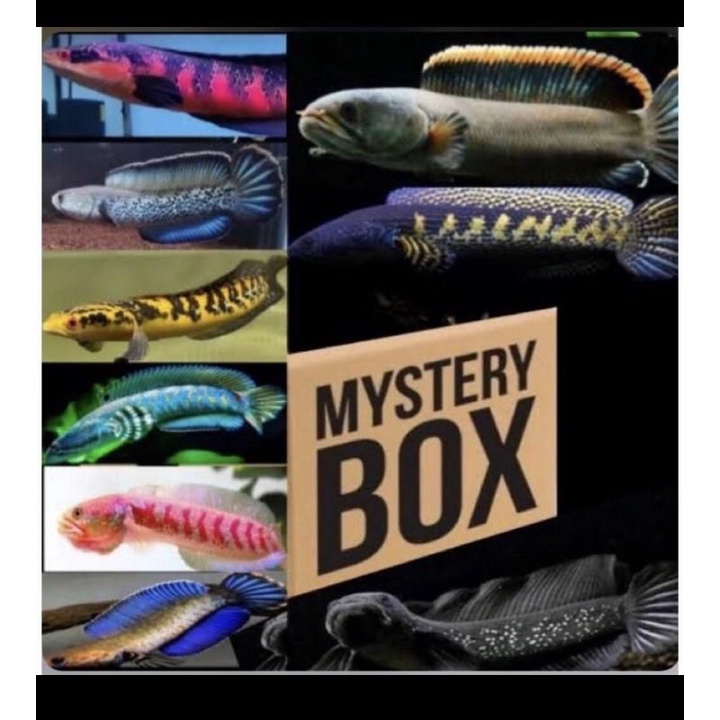 MISTERY BOX IKAN CHANNA ISI 4
