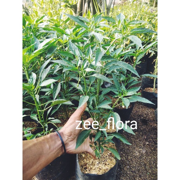 Pohon cabe keriting siap berbuah