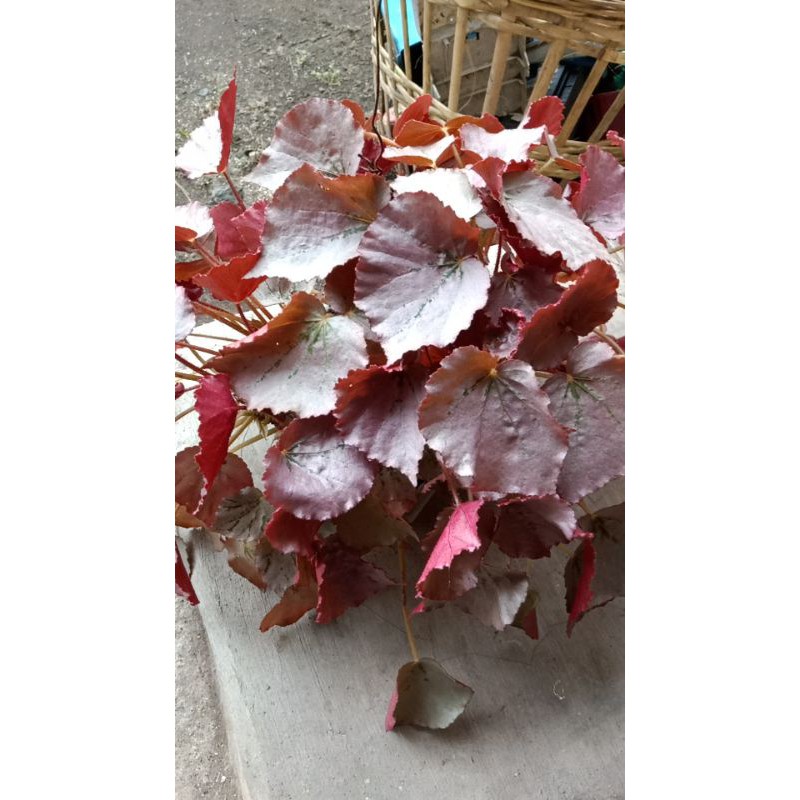 Begonia Merah Rex.