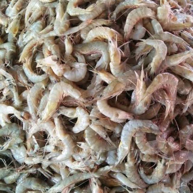 Udang kecil segar