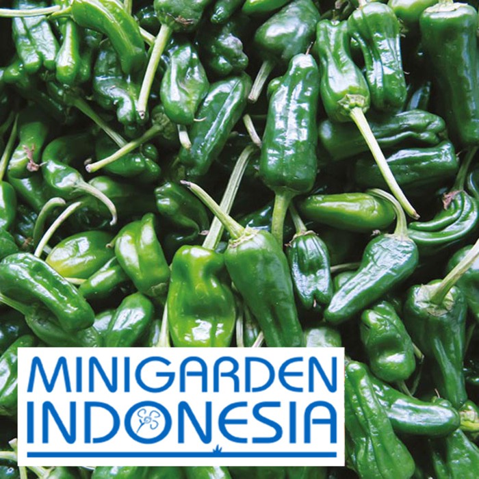 benih cabai rawit hijau PEPPER HOT PADRON 1 BIJI bibit sayur cabai cabe import F1 FOTHERGILLS