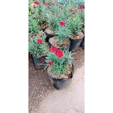 Dianthus deep red anyelir merah / bibit tanaman hias bunga - BAKUL KEMBANG