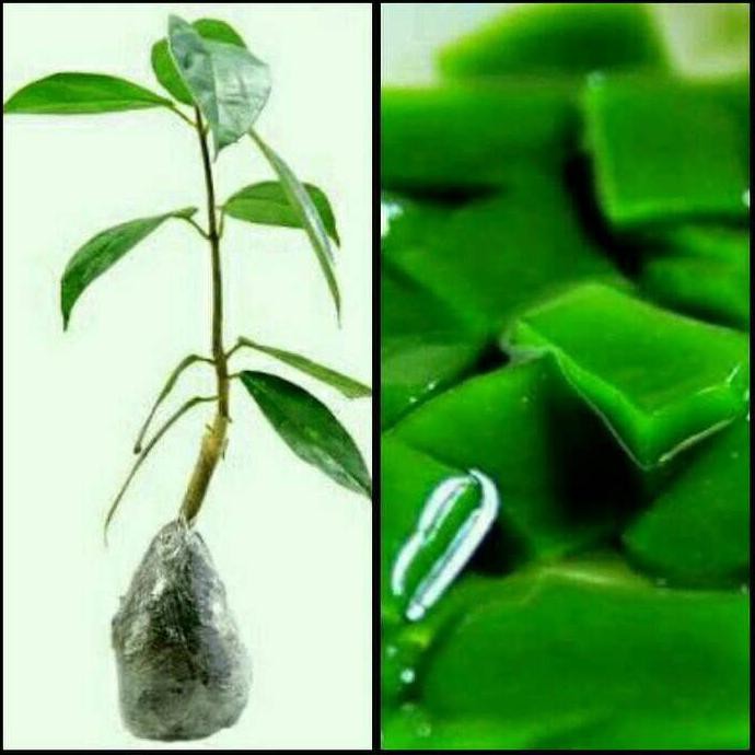 Ing4T Bibit Tanaman Cincau Hitam Dan Hijau