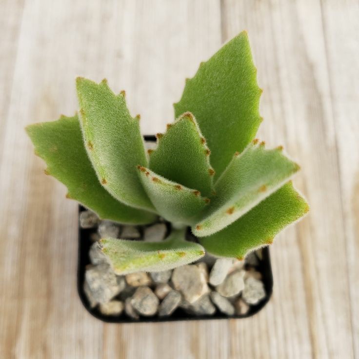 Sukulen Kalanchoe Roseleaf Cantik | Paket Paketan Kaktus Sekulen Satuan Bebas Pilih Jenis Murah | Eh