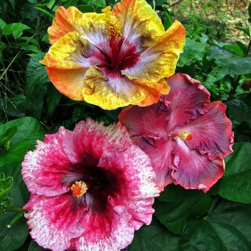 Tanaman hias kembang sepatu 3 warna / hibiscus bunga langka