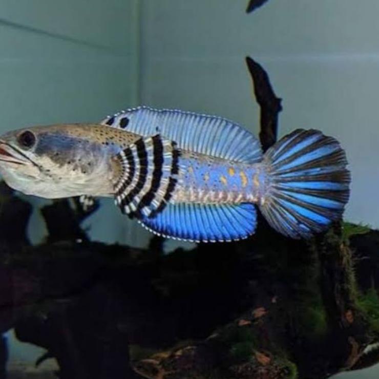 VQ0 Channa Blue Pulchra 5cm HBHot Sale ̿̿ Model #Terbaru )┓