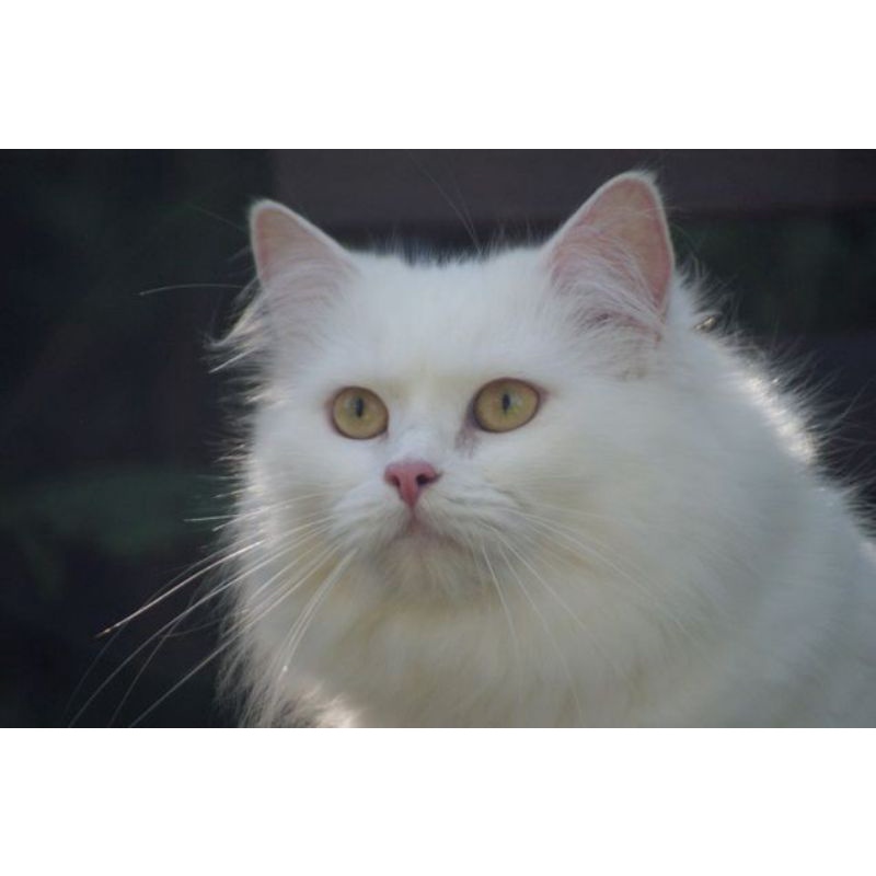 KUCING MUNCHKIN MINUET 3/4 PEJANTAN || KUCING PEAKNOSE BLU VAN