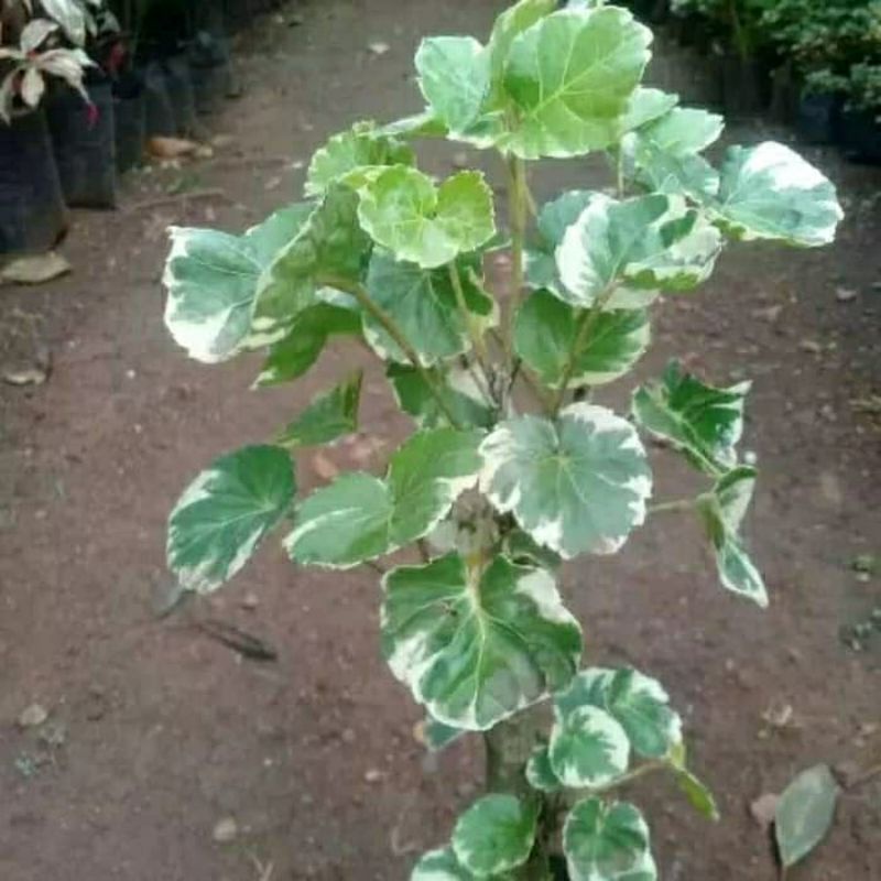 Tanaman hias mangkok variegata