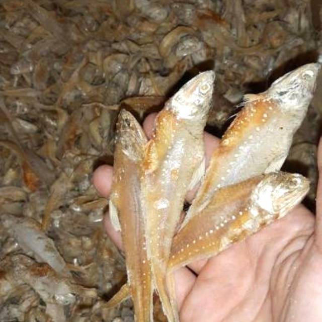 

Bulu Ayam Asin 1KG murah
