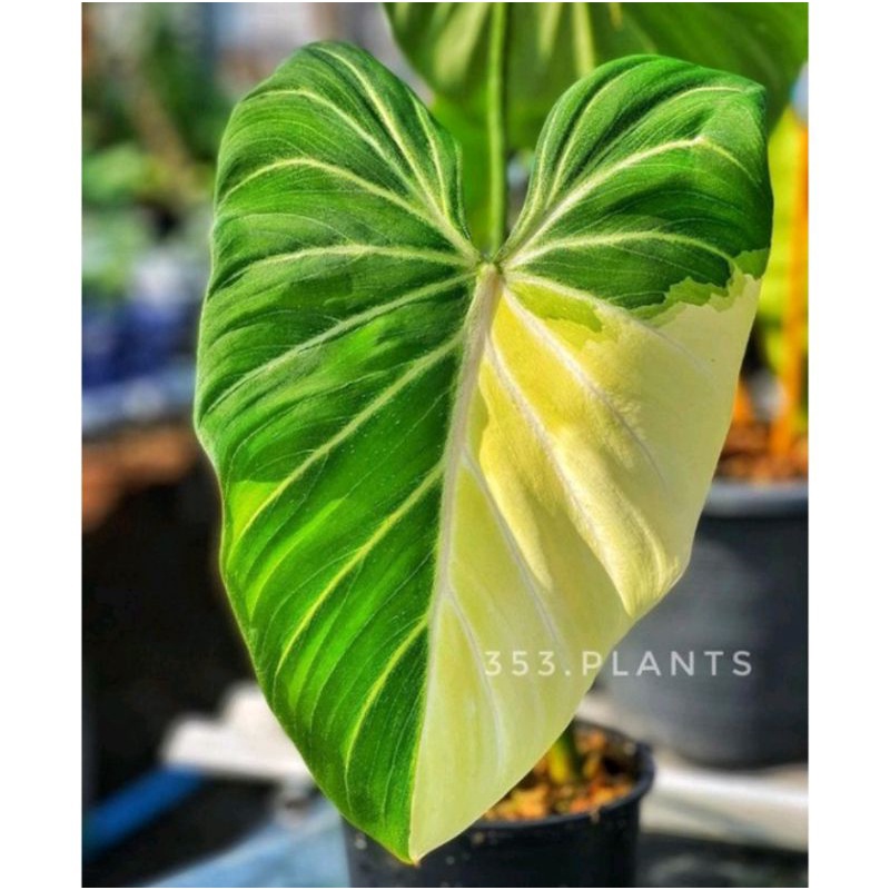 homalomena var yellow original terlaris sepanjang masa bergaransi resmi 10pcs