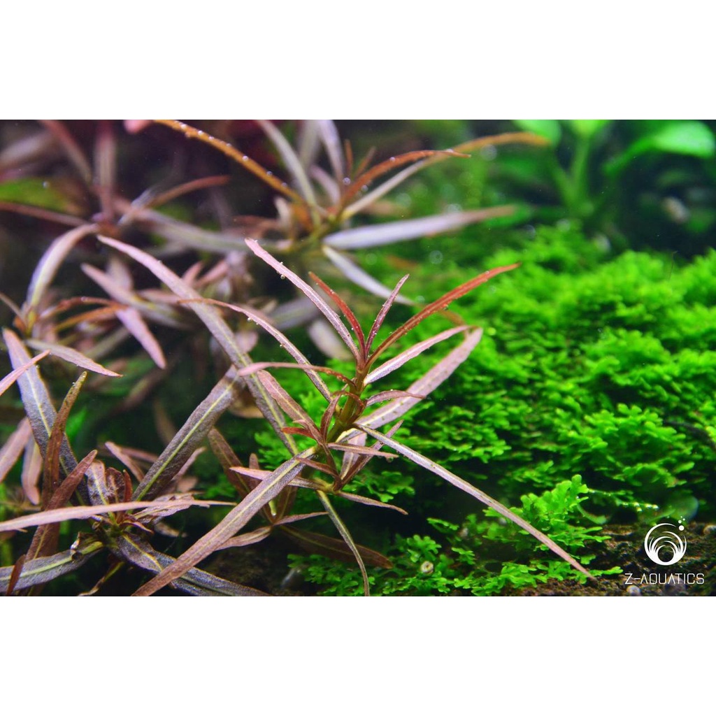 Hygrophila Araguaia ( Tanaman Aquascape )