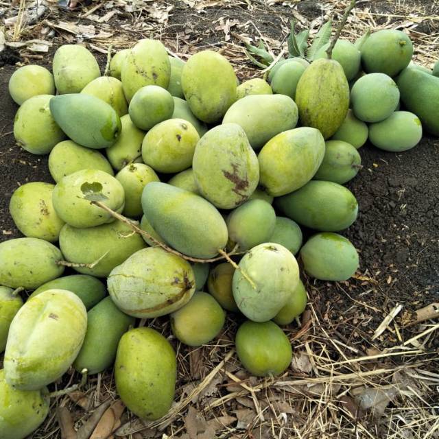 

Mangga Kelapa