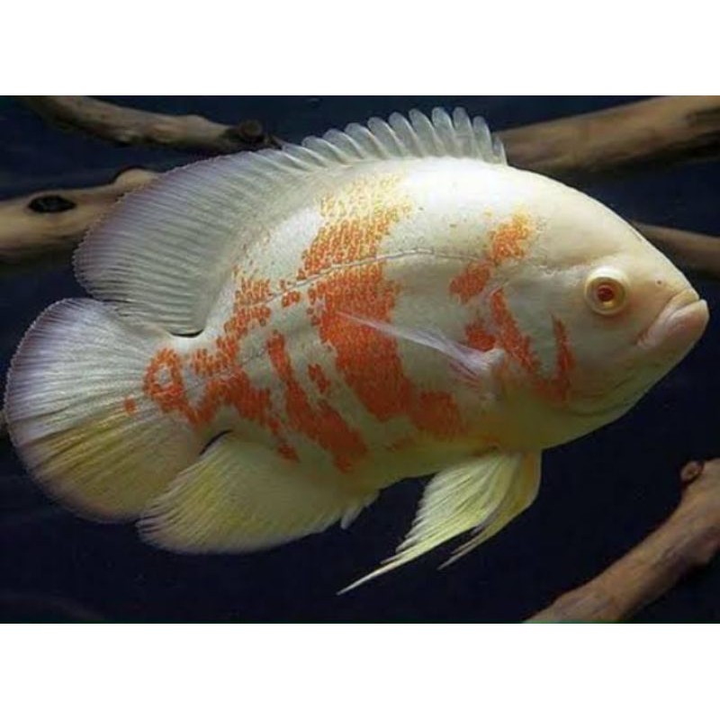 ikan hias predator Oscar albino size 5 cm
