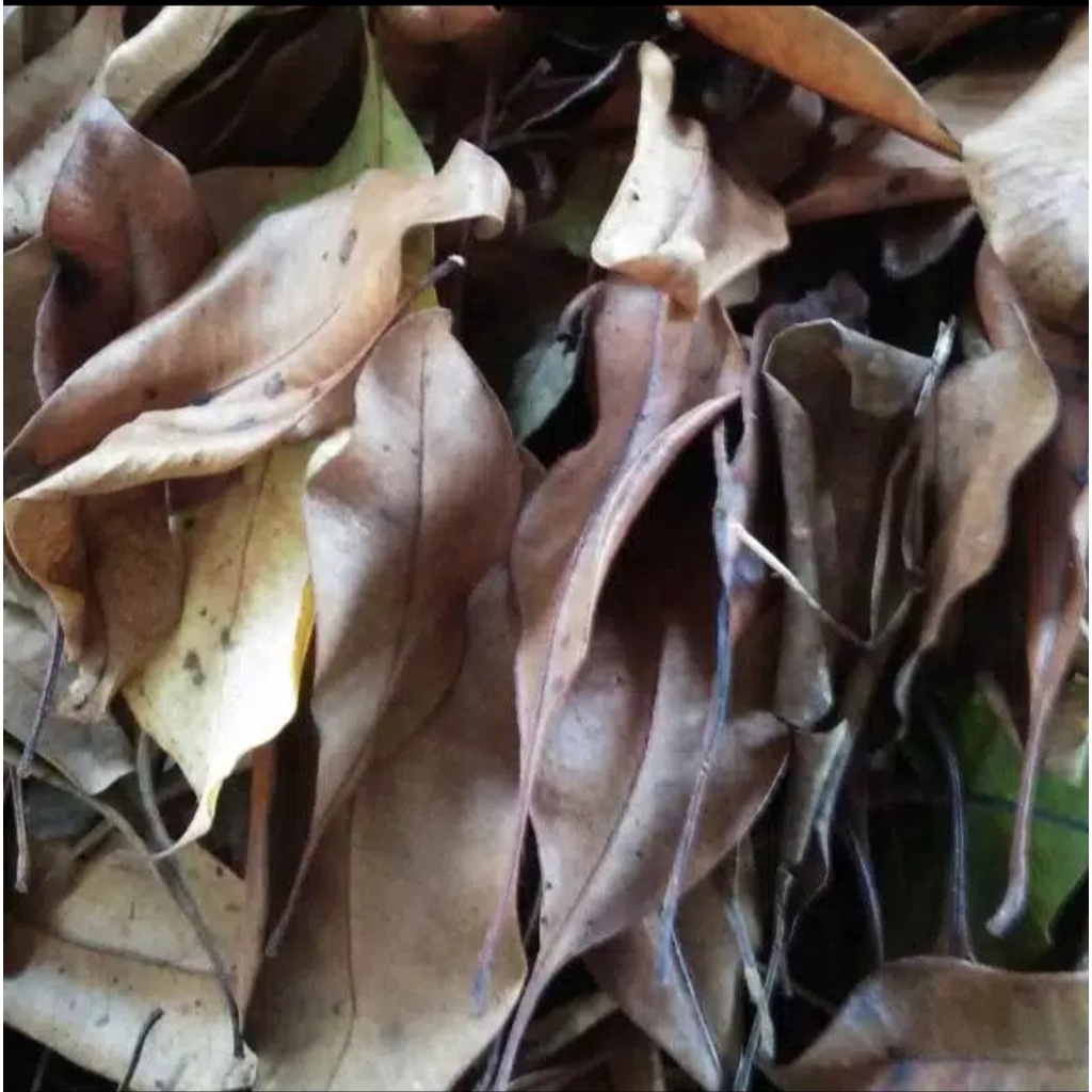

DAUN CENGKIH KERING BERSIH 1KG