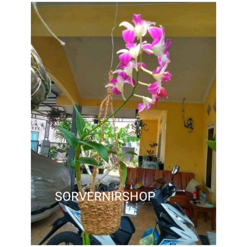 pot gantung serabut kelapa pot anggrek gantung pot sabut kelapa