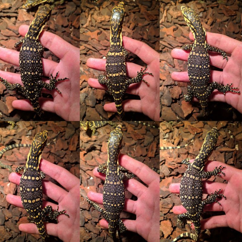 Varanus Salvator Sumbawa Baby Jinak