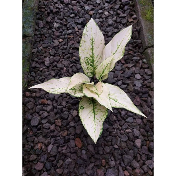 aglonema Heng Heng White/White Heng Heng Aglaonema / aglonema Heng Heng (daun 5-6)..