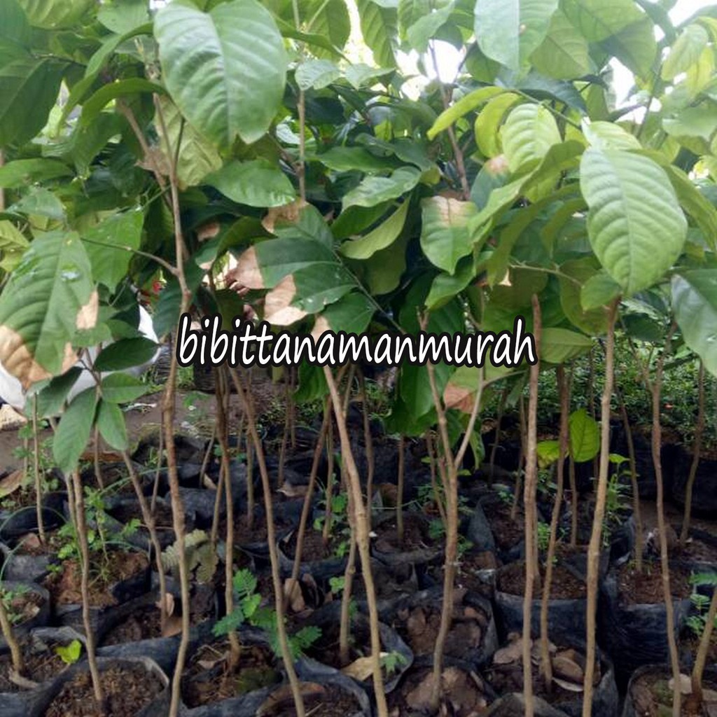 Bibit buah duku palembang