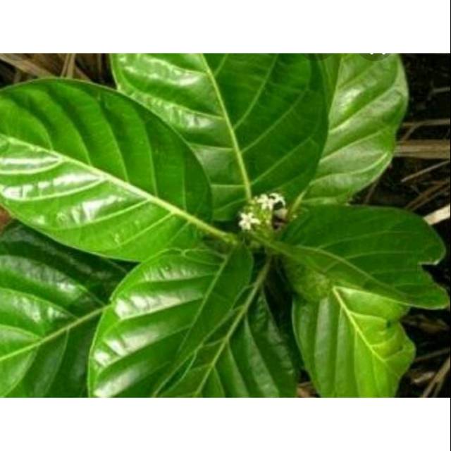 

Daun mengkudu segar daun herbal alami daun obat