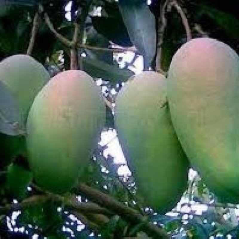 pohon mangga super kiojay