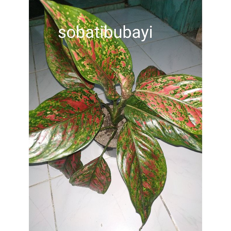 Tanaman Hias Aglonema Venus Indukan / Aglonema Venus Remaja / Aglonema Murah