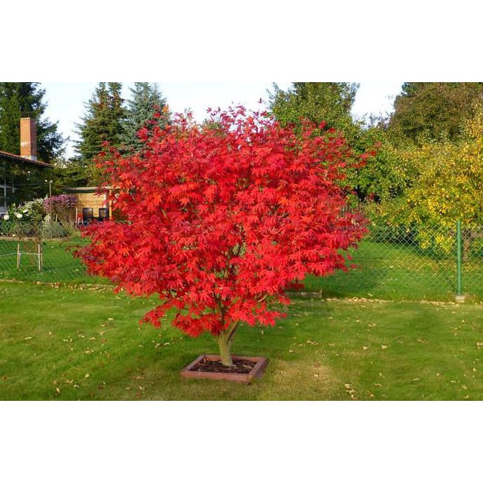 Terlaris Bibit Maple Jepang Inazuma Tree Red Maple Pohon Maple Unik