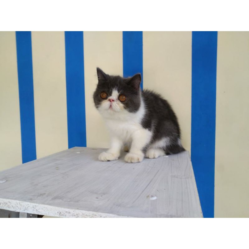 PEAKNOSE EXOTIC JANTAN