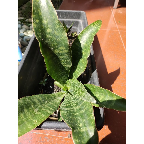 sanseivera sansivera sanseviera cordova sweet celery