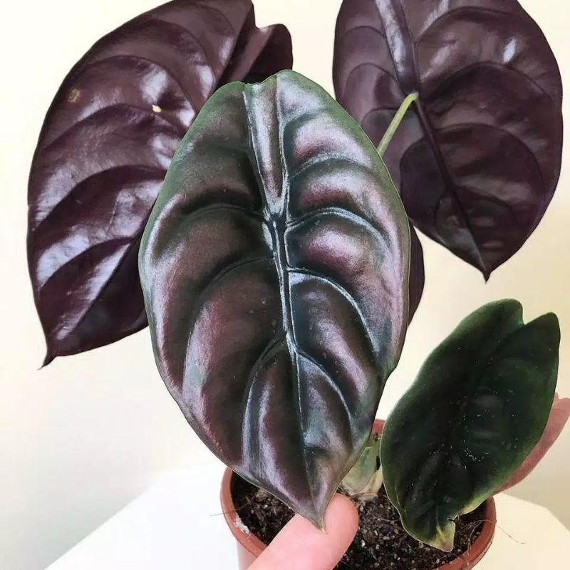 alocasia keladi tengkorak  cuprea dewasa sesui poto .