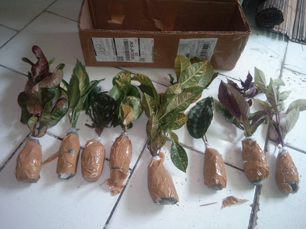 Aglonema Tisue Murah Meriah Promo !!!!!