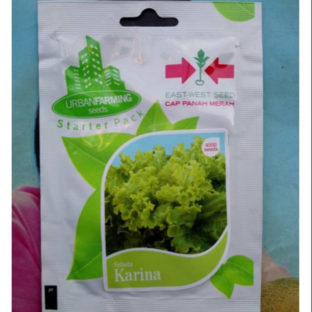 Benih Biji Bibit Selada Hijau KARINA 4000biji