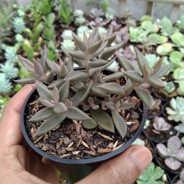 kaktus sukulen// echeveria lenophyllium