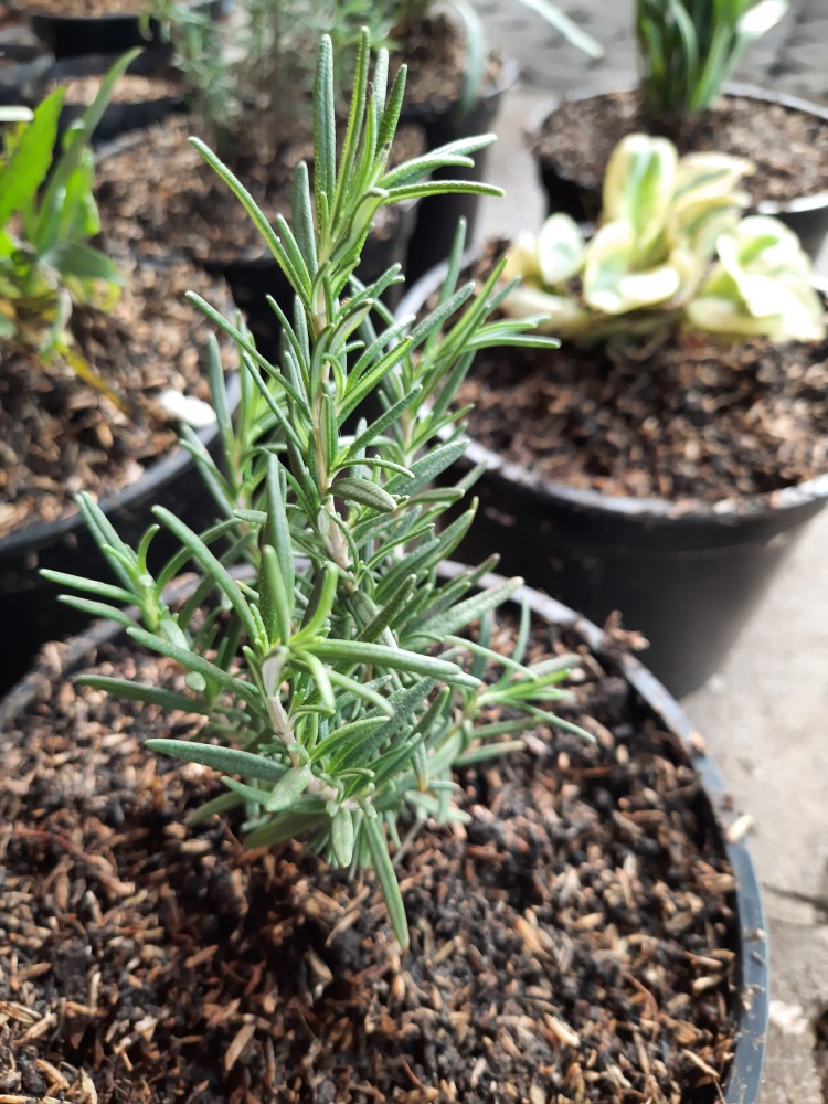 Tanaman Rosemary ( Dapat Di Kosumsi )