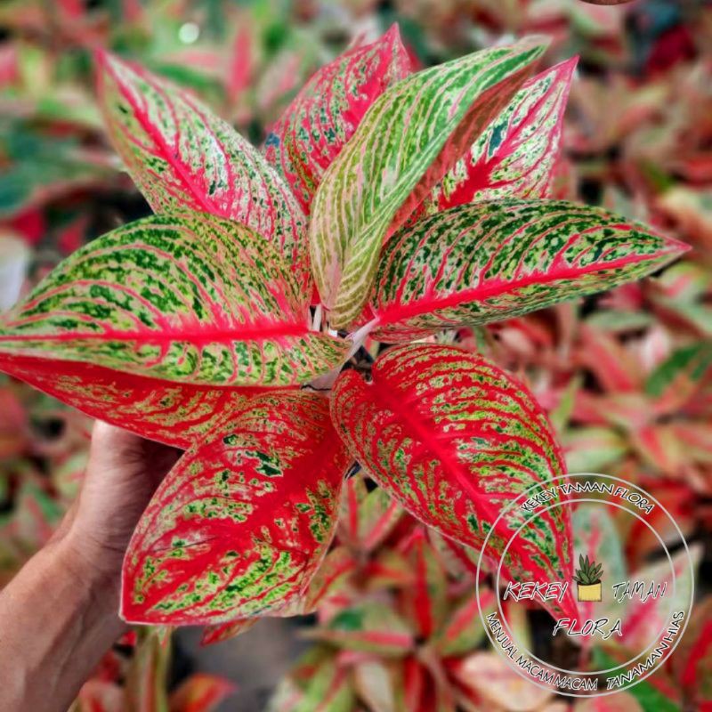 Tanaman Hias Aglonema Red Legacy - Aglonema Legacy - Bunga Aglonema