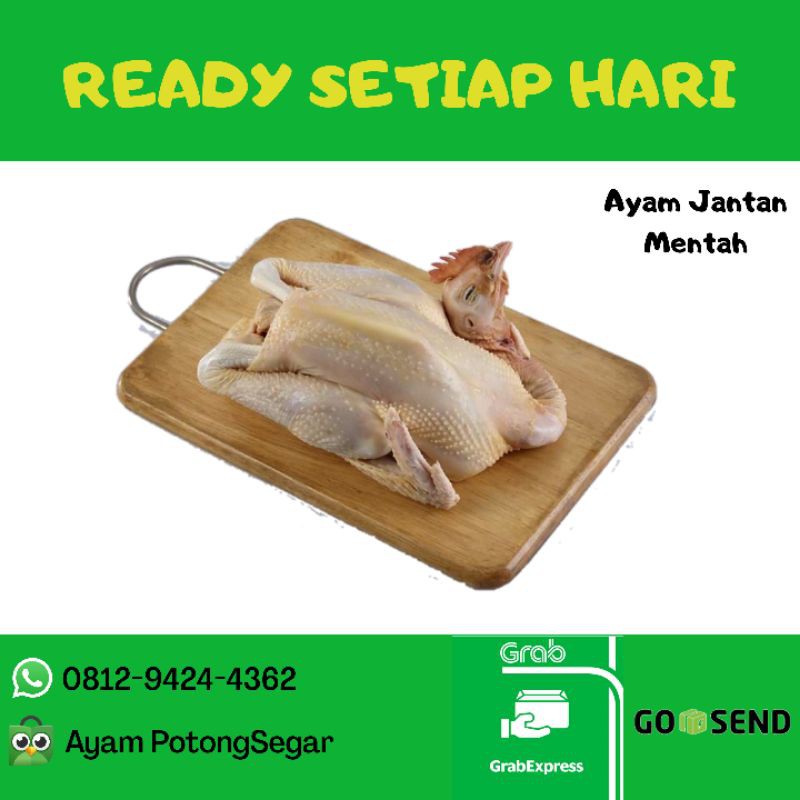 

Ayam Pejantan 800 s/d 900gr