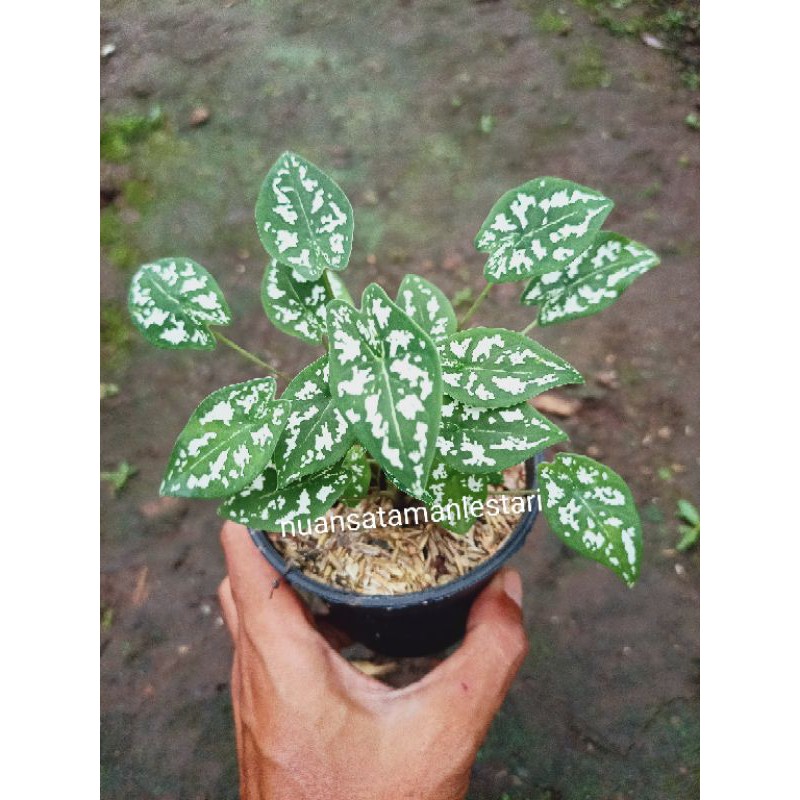 tanaman keladi mutiara mini/keladi Mutiara liliput/keladi liliput