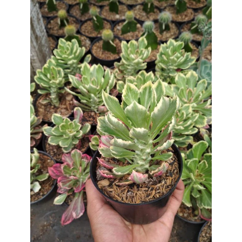 kaktus/sukulen monadenium import