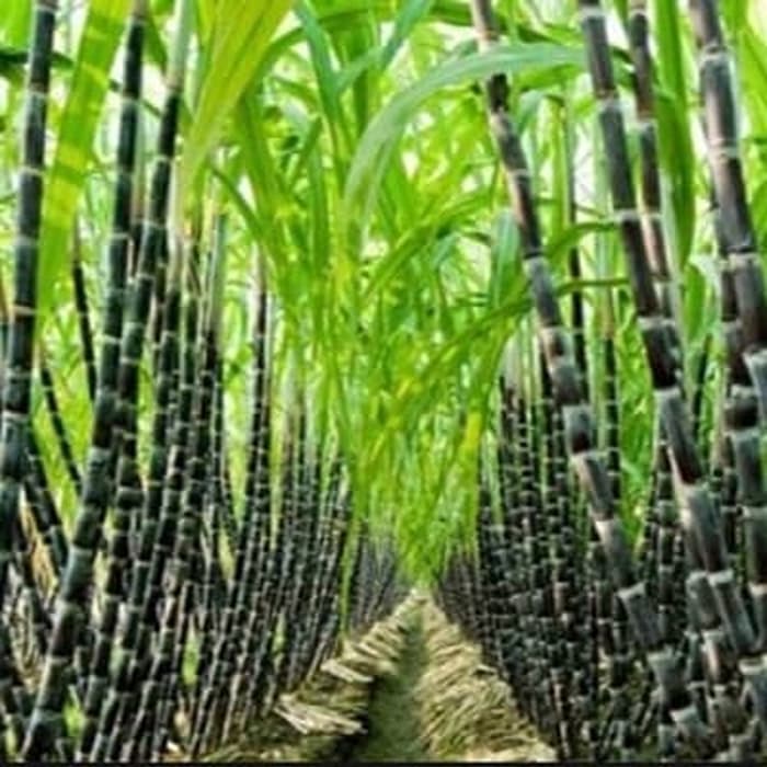 TERMURAH TEBU HITAM TEBU IRENG PER 1 KG SIAP KONSUMSI