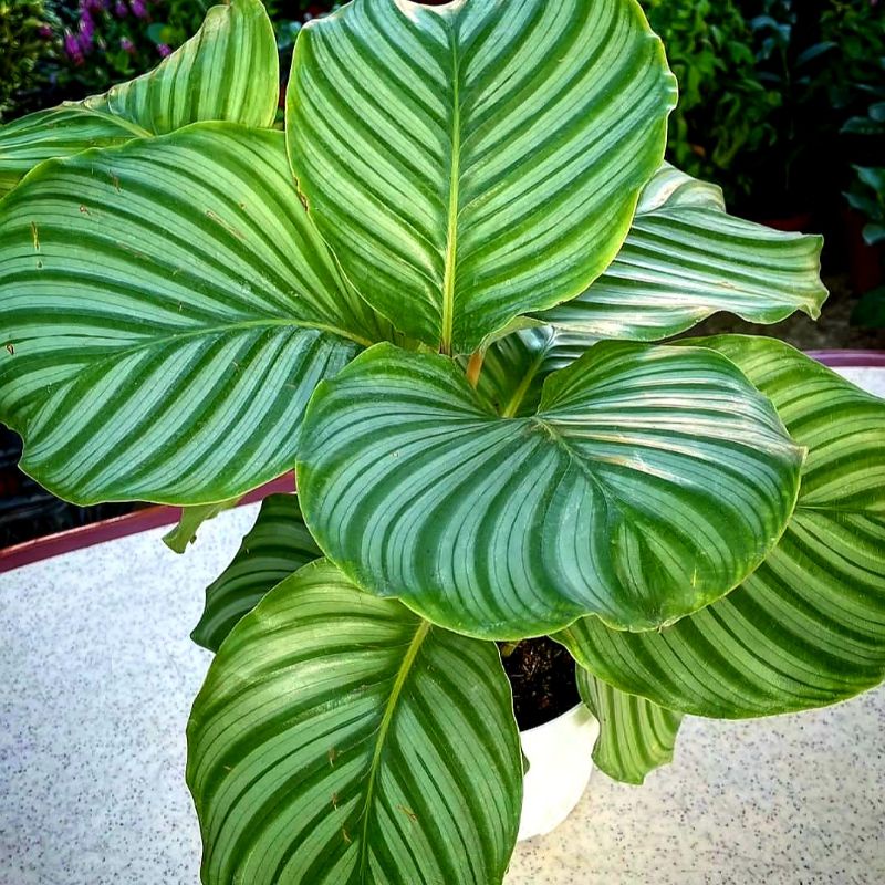 Calathea Orbyfolia / calathea/ Calathea murah /Calathea crimson / Calathea Orbyfolia /Bunga Calathea