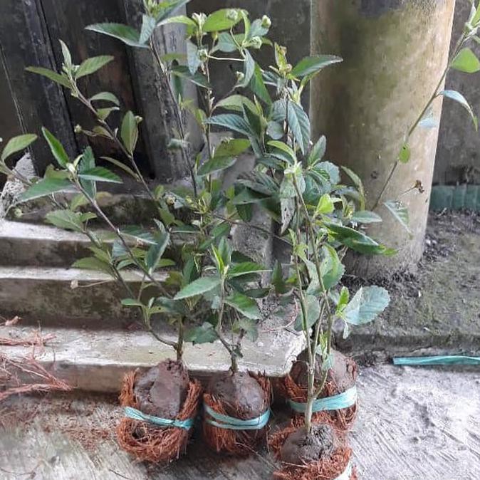 

Sale!! Jual Bibit Daun Sidaguri Jantan - Gratis Daun Sidaguri Segar Terbaru