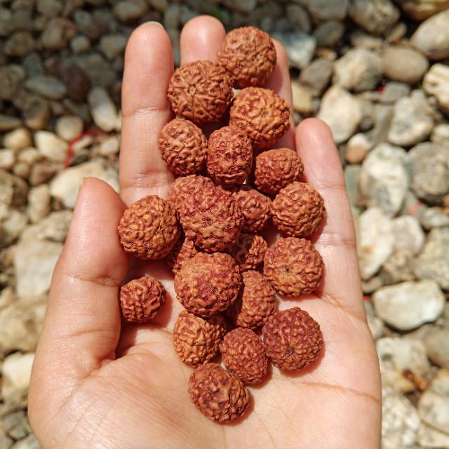 Jenitri mukhi 8 rudraksha