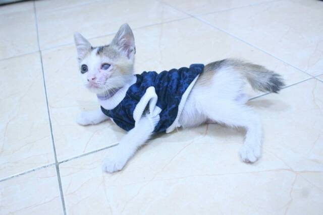 Kaos motif DIY blue lucu untuk kucing dan anjing size S M L XL