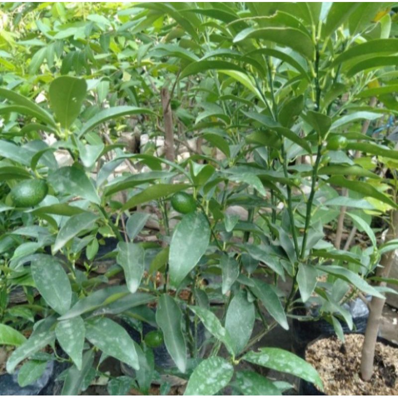 Pohon Jeruk Nagami Bibit Tanaman Pohon Buah Jeruk Nagami