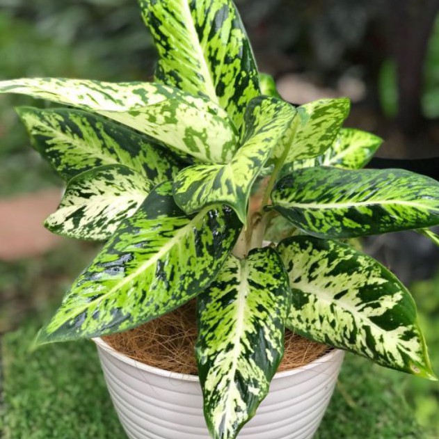 Aglonema Sparkle / Blanceng Sparkle