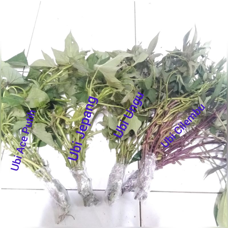 Paket Hemat 4 Jenis Bibit Ubi Segar - Stek Ubi Cilembu, Ungu, Jepang, Ace Putih