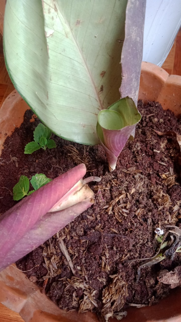 Paket Murah 5 Jenis Calathea Tanaman Hias Terlaris