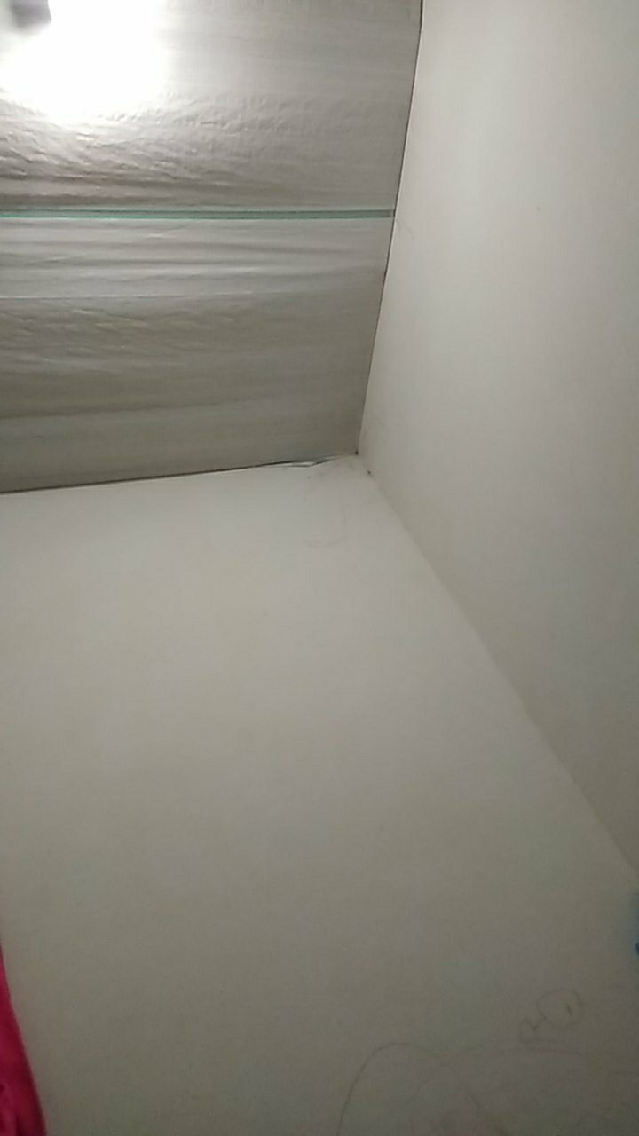 Benih Biji Bunga Antirrhinum Tom Thumb Mixed (very Easy To Grow)